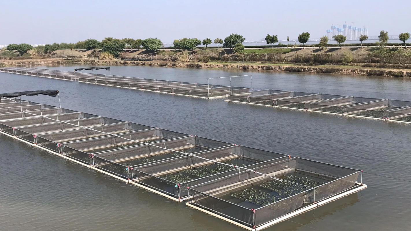 Develop characteristic aquaculture and successfully introduce channel catfish into Chongming